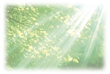 ECO-10